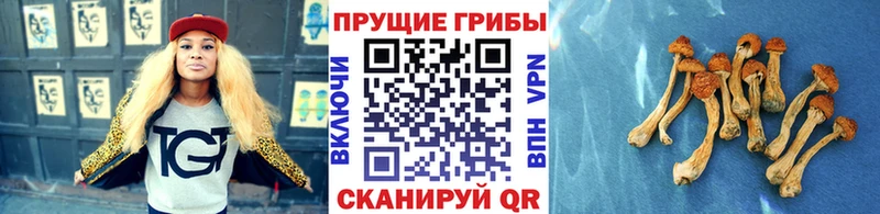 цена наркотик  Стрежевой  Галлюциногенные грибы Cubensis 